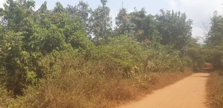 Huge Farmland near Benoni Urey’s Farm #118