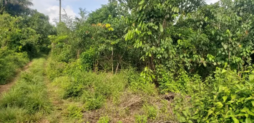 Huge Farmland in Tulaymu Town
