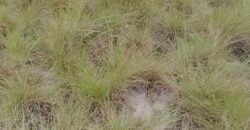 Beach Community Land      $1,700 per Lot