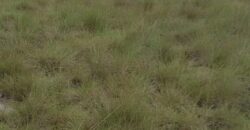Beach Community Land      $1,700 per Lot